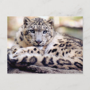 Cartão Postal Retrato surpreendente do leopardo-da-neve