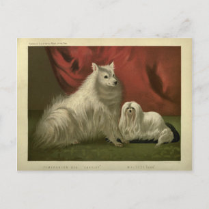 Cartão Postal retrato vintage de cão pomerânia maltês