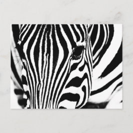 Cartão Postal Retrato zebra preto e branco