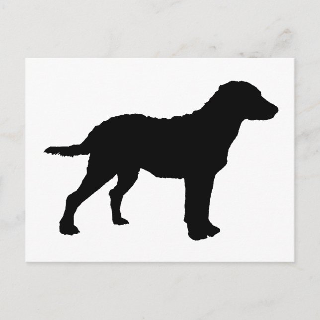Cartão Postal Retriever de baía de Chesapeake (Frente)