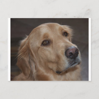 Cartão Postal Retriever de ouro