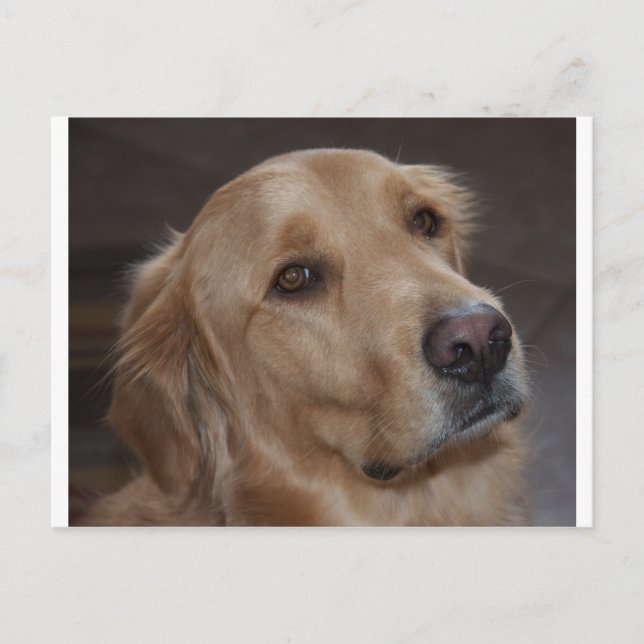 Cartão Postal Retriever de ouro (Frente)