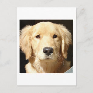Cartão Postal Retriever de ouro