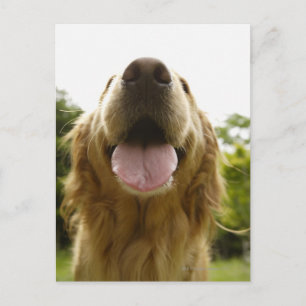 Cartão Postal Retriever de ouro 5
