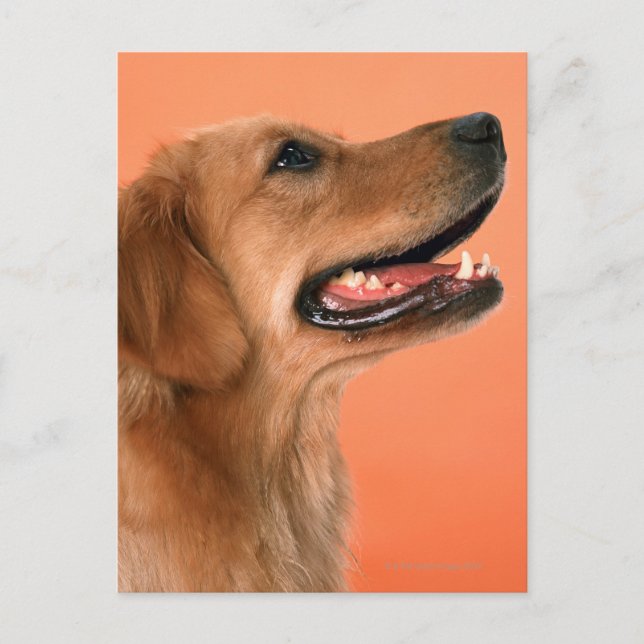Cartão Postal Retriever de ouro 7 (Frente)