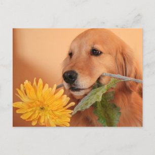 Cartão Postal Retriever de ouro com Cartão-Postal Flor