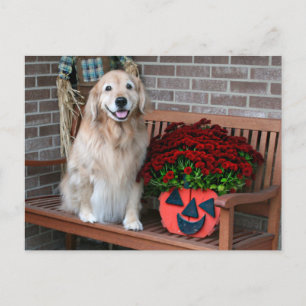 Cartão Postal Retriever De ouro Com Plantador De Abóbora