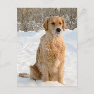Cartão Postal Retriever de ouro na Neve