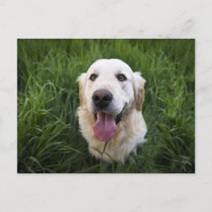 Cartão Postal Retriever de Ouro sorridente