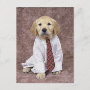 Cartão Postal Retriever de ouros; é relativamente moderno e
