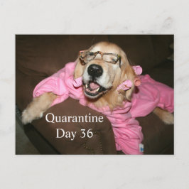 Cartão Postal Retriever de Ouros Engraçado na Piada de Quarenten