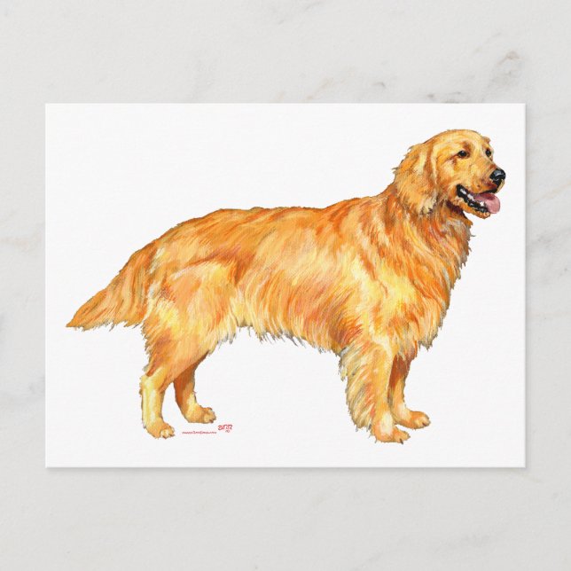 Cartão Postal Retriever Dourado (Frente)