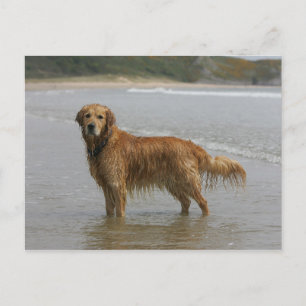 Cartão Postal Retriever Golden no Mar