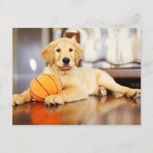 Cartão Postal Retriever ouro Com Brinquedo De Basquete