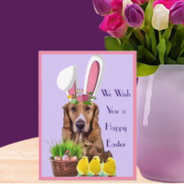 Cartão Postal Retriever Ouro de felz pascoa com Pintinhos e Ovos