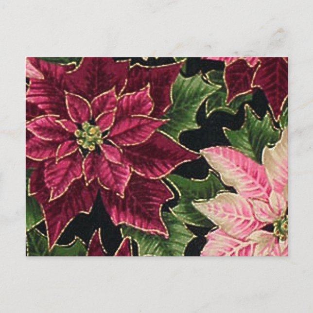 Cartão Postal Retro 50 Poinsettia Burgundy Rosa (Frente)