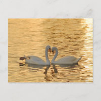 Reunião do Casal Swan em Fotografia Sunset