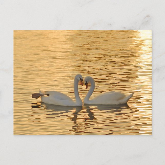 Cartão Postal Reunião do Casal Swan em Fotografia Sunset (Frente)