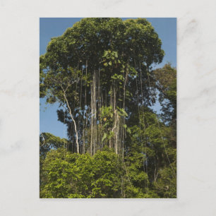 Cartão Postal Rewa River edge RainForest Guiana