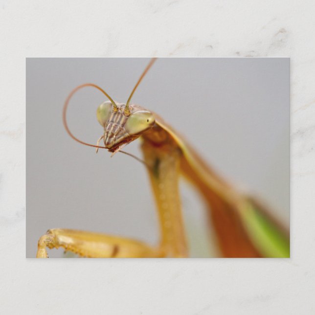 Cartão Postal Rezando Mantids (Frente)