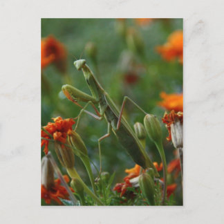 Cartão Postal Rezando Mantis