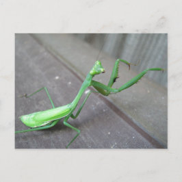 Cartão Postal Rezando Mantis