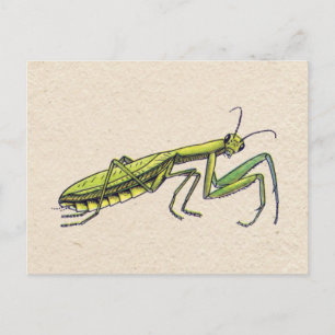 Cartão Postal Rezando Mantis