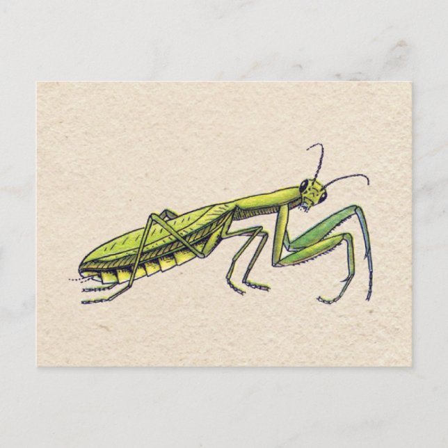 Cartão Postal Rezando Mantis (Frente)