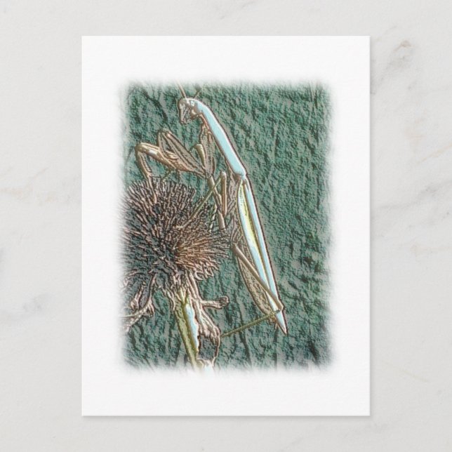 Cartão Postal Rezando Mantis (Frente)