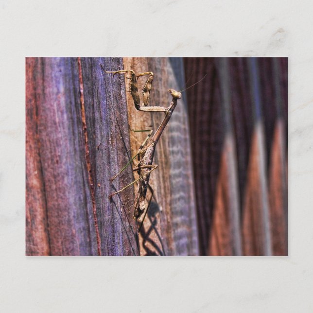 Cartão Postal Rezando Mantis (Frente)