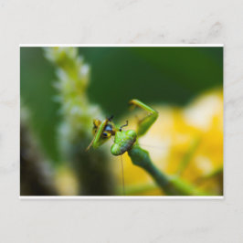 Cartão Postal Rezando Mantis Comendo Presas