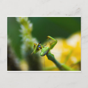 Cartão Postal Rezando Mantis Comendo Presas