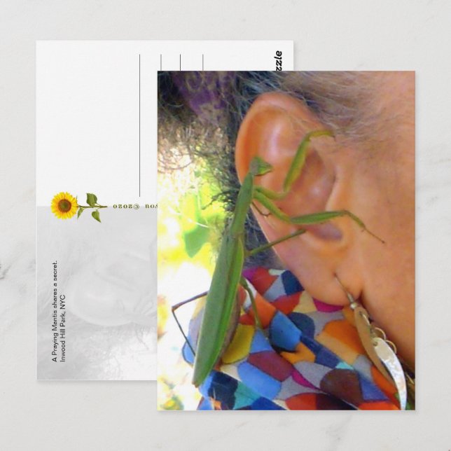 Cartão Postal Rezando Mantis compartilha um segredo - Cartão-pos (Frente/Verso)