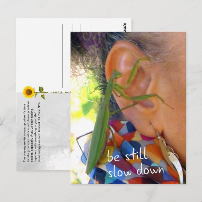 Cartão Postal Rezando Mantis - fique quieto, devagar - cartão-po (Frente/Verso)