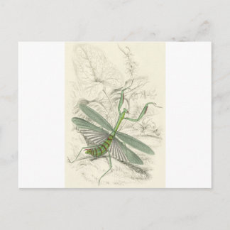 Cartão Postal Rezando Mantis, Mantis Religiosa