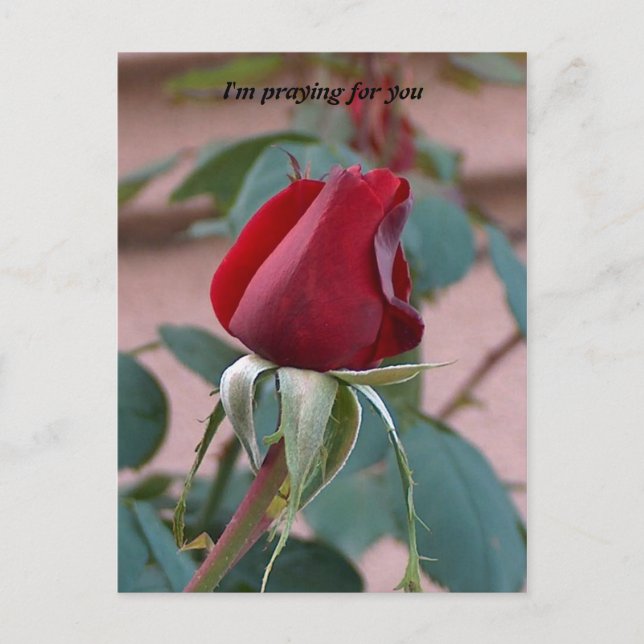 Cartão Postal rezando por você (Frente)