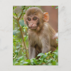 Cartão Postal Rhesus Monkey Baby, Monkey Temple, Jaipur