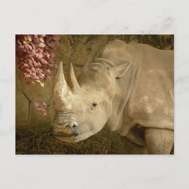 Cartão Postal Rhino (Frente)