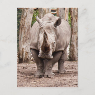 Cartão Postal Rhino