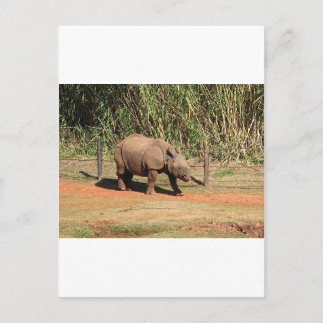 Cartão Postal Rhino (Frente)