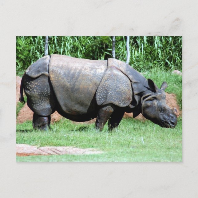 Cartão Postal Rhino4x6 Indiano (Frente)