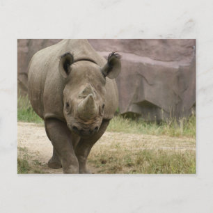 Cartão Postal rhino andando