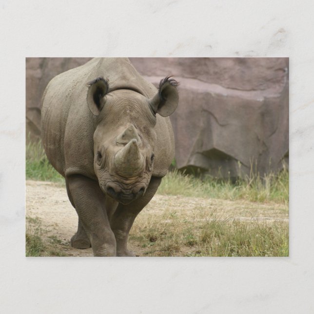 Cartão Postal rhino andando (Frente)