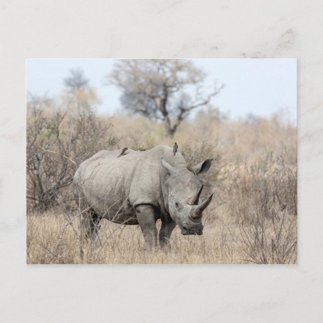 Cartão Postal Rhino Branco (Frente)