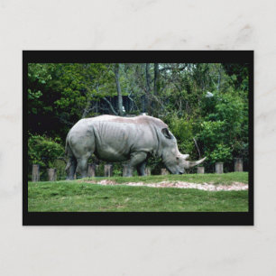 Cartão Postal Rhino Branco