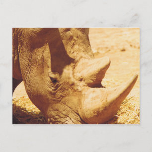 Cartão Postal Rhinoceronte Love