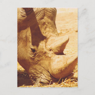 Cartão Postal Rhinoceronte Love