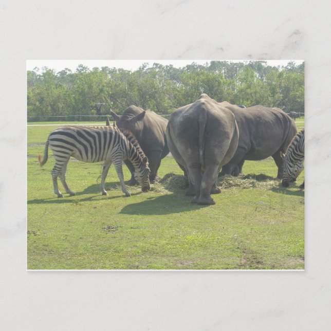 Cartão Postal Rhinos e Zebra Cortando (Frente)