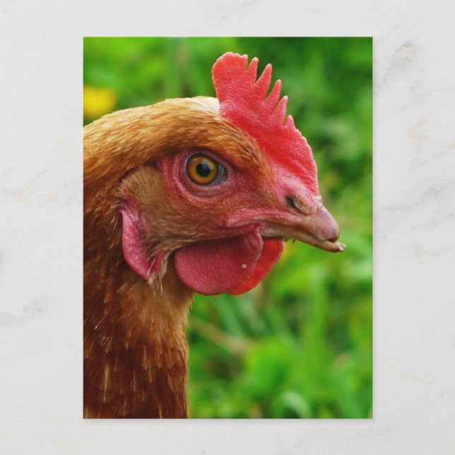 Cartão Postal Rhode - galinha do vermelho da ilha (Frente)