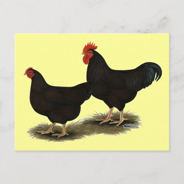 Cartão Postal Rhode Island Red Bantams (Frente)